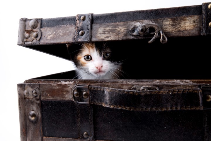 Because the internet can never have enough cats.